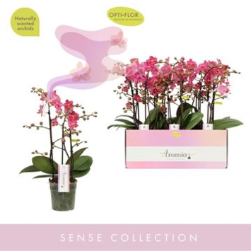 image PHALAENOPSIS 3BR MF AROMIO FLORAL