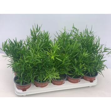 image ASPARAGUS FALCATUS