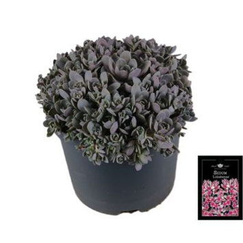 image SEDUM CAUTICOLA