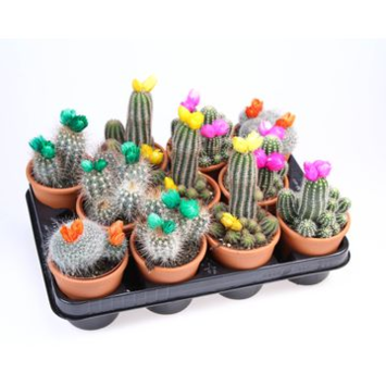 image CACTUS FL IMIT VARIE P TERRE