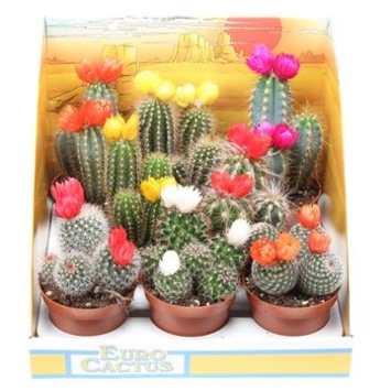 image CACTUS FL IMIT