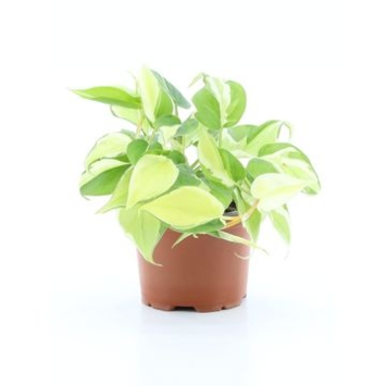 image PHILODENDRON SCANDENS RIO