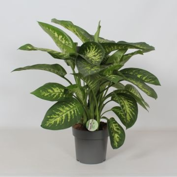 image DIEFFENBACHIA REEVA