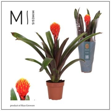 image GUZMANIA TALA