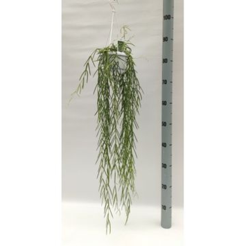 image HOYA LINEARIS SUSP