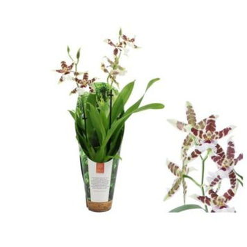 image ORCHIDEE ALICEARA 2BR RENAISSANCE