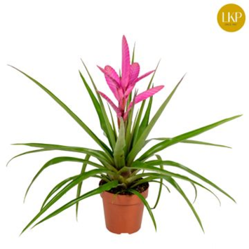 image TILLANDSIA ANTONIO