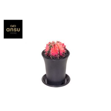 image CACTUS GYMNOCALYCIUM VARIE