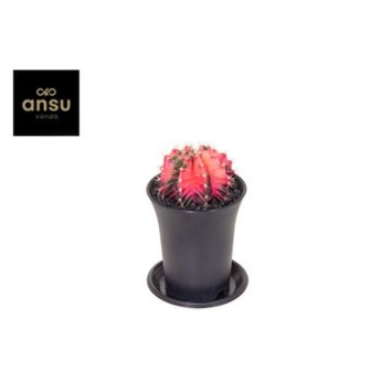 image CACTUS GYMNOCALYCIUM VARIE