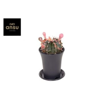 image CACTUS GYMNOCALYCIUM VARIE