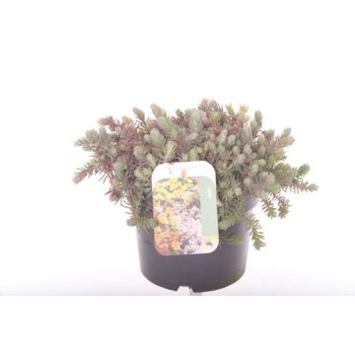 image SEDUM REFLEXUM
