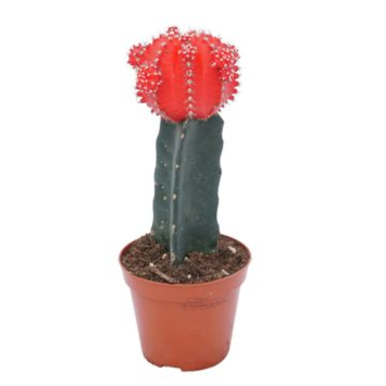image CACTUS GYMNOCALYCIUM JAPAN ROUGE