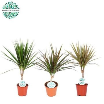 image DRACAENA TIGE VARIE