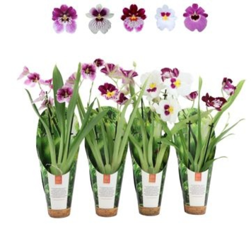 image MILTONIA 2BR VARIE