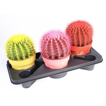 image CACTUS ECHINOCACTUS GRUSONII COLORE