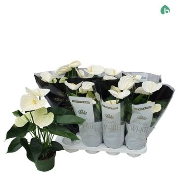 image ANTHURIUM ANDREANUM APLINE