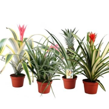 image BROMELIACEE VARIEE