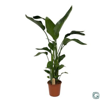image STRELITZIA NICOLAI