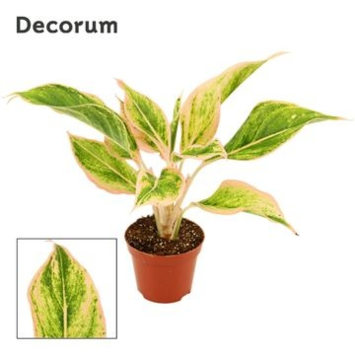 image AGLAONEMA LIPSTICK PINK