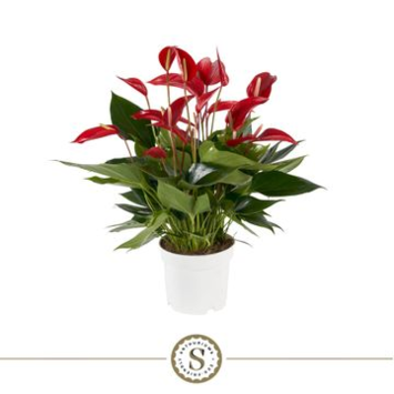 image ANTHURIUM ANDREANUM BANDEROLA ROUGE