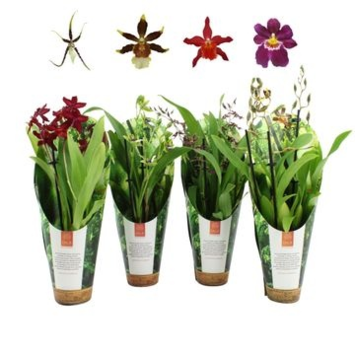 image ORCHIDEE 3BR VARIEE
