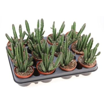 image STAPELIA LEENDERTZIAE
