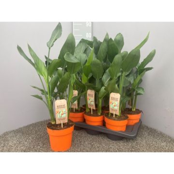 image STRELITZIA REGINAE