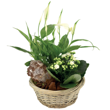 image VANNERIE ERQUY 20