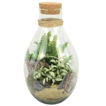 image TERRARIUM CARNAC 20