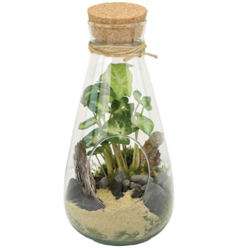 image TERRARIUM DINAN 20