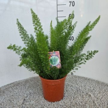 image ASPARAGUS MYERS