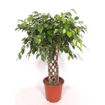 image FICUS BENJAMINA TIGE TRESSE