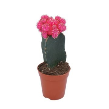 image CACTUS GREFFE ROSE