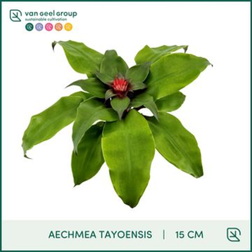 image BILBERGIA TAYOENSIS