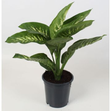 image DIEFFENBACHIA TROPIC SNOW