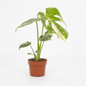 image PHILODENDRON MONSTERA THAI