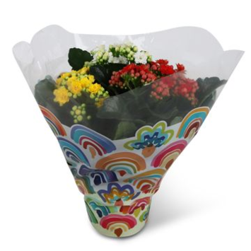 image KALANCHOE FL DBLE 3COULEURS
