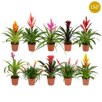 image BROMELIACEE VARIEE
