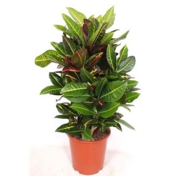image CROTON PETRA RAMIFIE