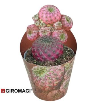 image CACTUS SULCOREBUTIA RAUSCHII