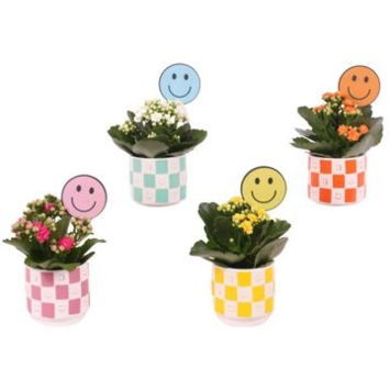 image KALANCHOE FL DBLE CERAM