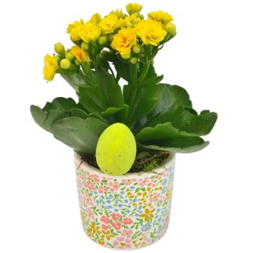 image KALANCHOE FL DBLE CERAM