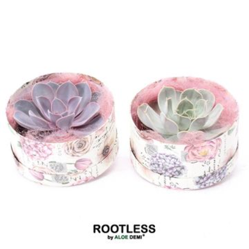 image COMPO ECHEVERIA BOITE CARTON