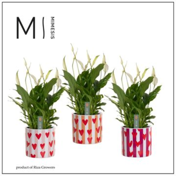 image SPATHIPHYLLUM CHOPIN CERAM