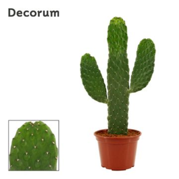 image CACTUS OPUNTIA CONSOLEA RUBESC