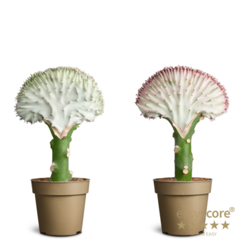 image EUPHORBIA LACTEA