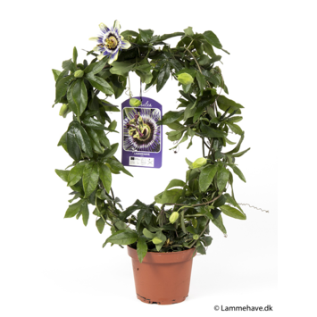 image PASSIFLORE ARCEAU