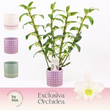image DENDROBIUM 4BR BLANC NOBILE