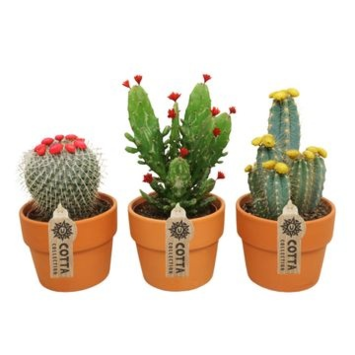 image CACTUS FL IMIT VARIE P TERRE