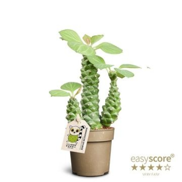 image EUPHORBIA RITCHIEI